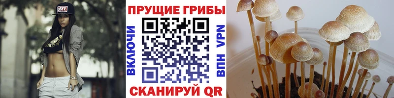 Галлюциногенные грибы мицелий  цена   Карабулак 